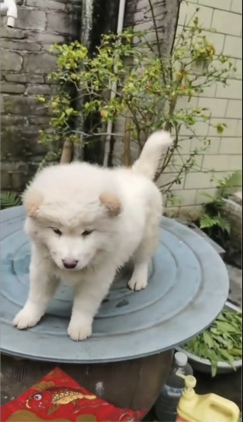 广西白土松